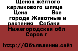 Щенок жёлтого карликового шпица  › Цена ­ 50 000 - Все города Животные и растения » Собаки   . Нижегородская обл.,Саров г.